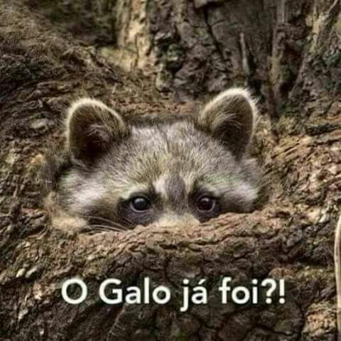 Memes do clssico aps a vitria do Atltico sobre o Cruzeiro