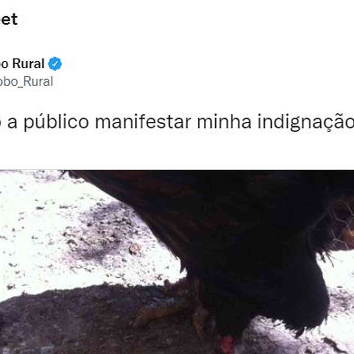Globo Rural on X: O #GloboRural não será exibido neste domingo por causa  do final da Copa do Mundo Feminina. Voltamos no dia 27/08!   / X