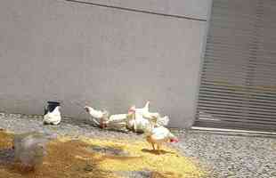 Torcedores levaram galinhas e milho para a porta da FMF