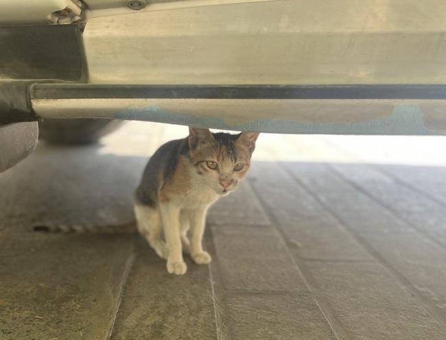 Geralmente dceis e tranquilos, gatos so comuns pelas ruas de Doha, no Catar