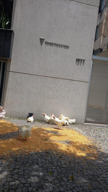 Torcedores levaram galinhas e milho para a porta da FMF