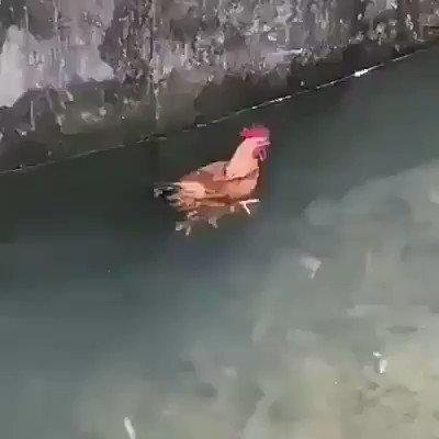 Memes da eliminação do Atlético na Copa do Brasil para o modesto Afogados, de Pernambuco. Galo empatou por 2 a 2 no tempo normal e foi superado por 7 a 6 nos pênaltis